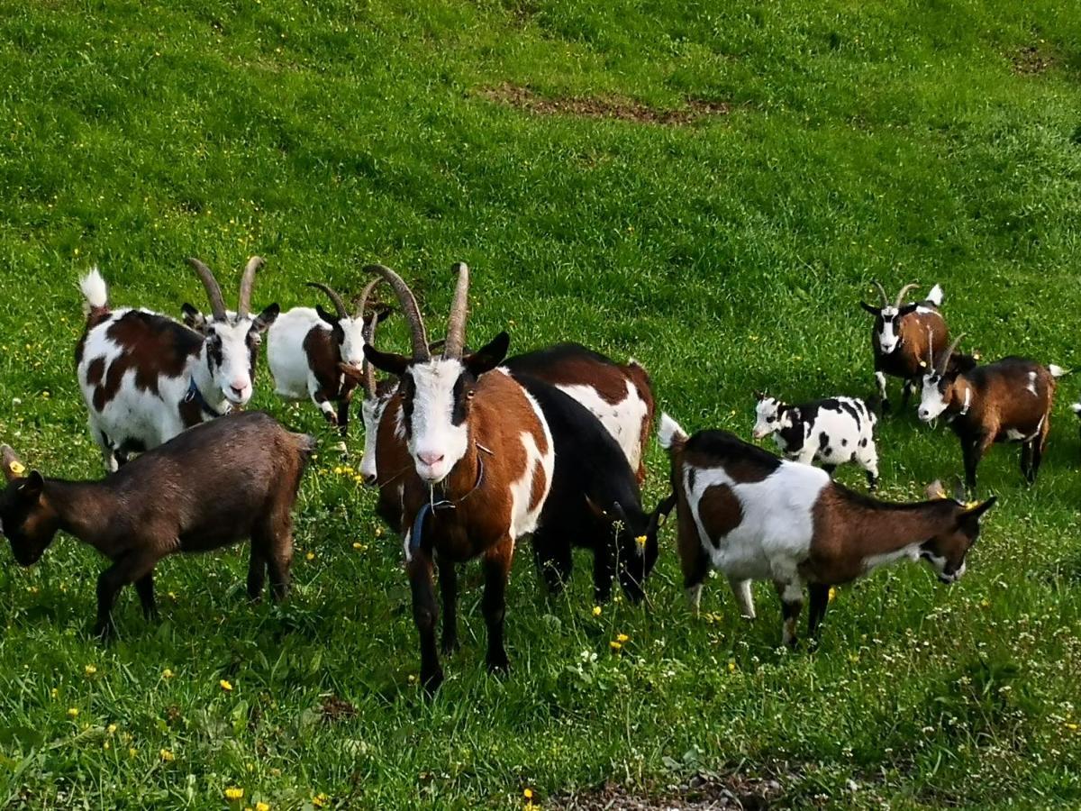 Wieserhof Tirol Oetz Εξωτερικό φωτογραφία